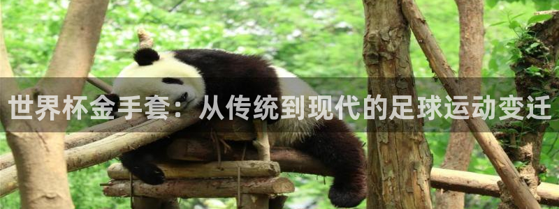 2026足球世界杯赛程时间表:世界杯金手套:从传统到现代的足球运动变迁