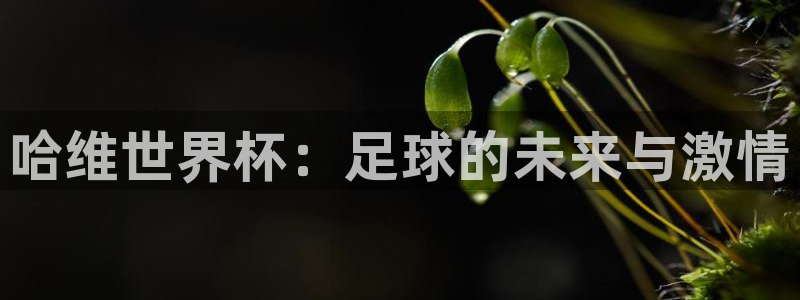 2026年世界杯时间表:哈维世界杯:足球的未来与激情
